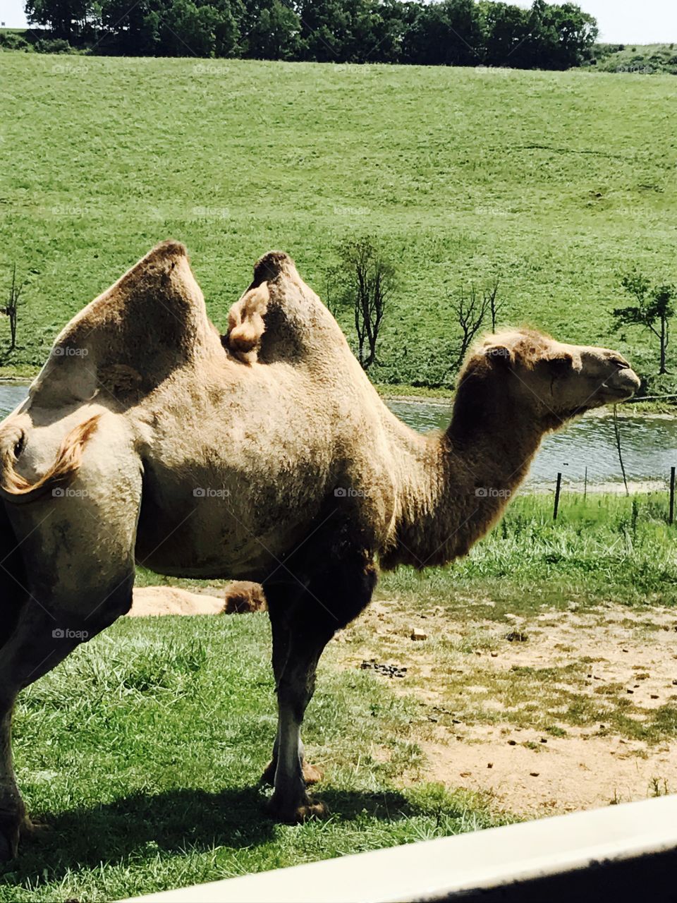 Camel of the palace