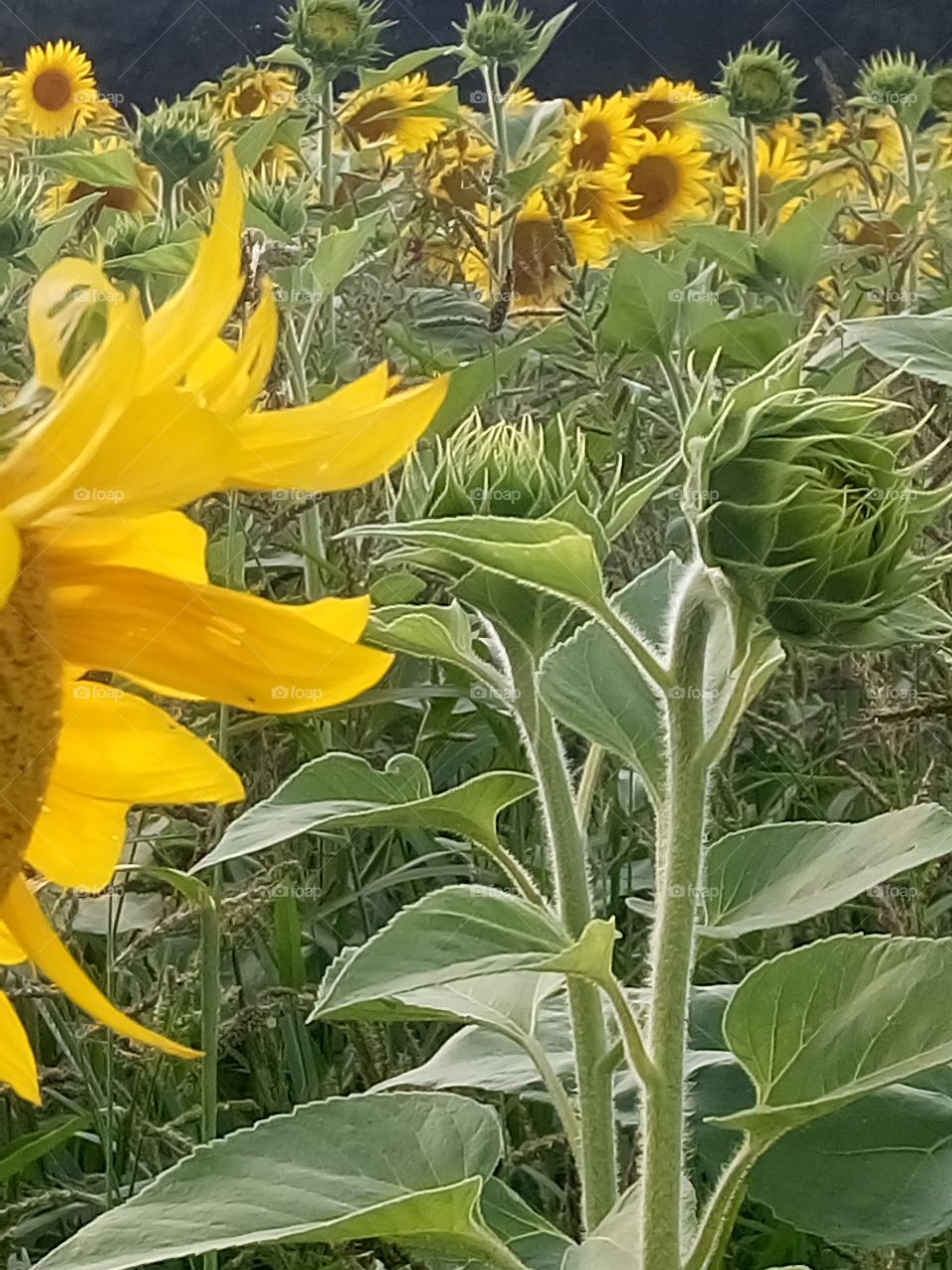 polish nature,  sunflowers field
