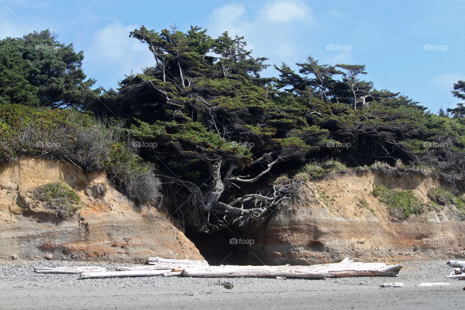 'Tree of Life' in the Olympic National Park near Forks in Washington state