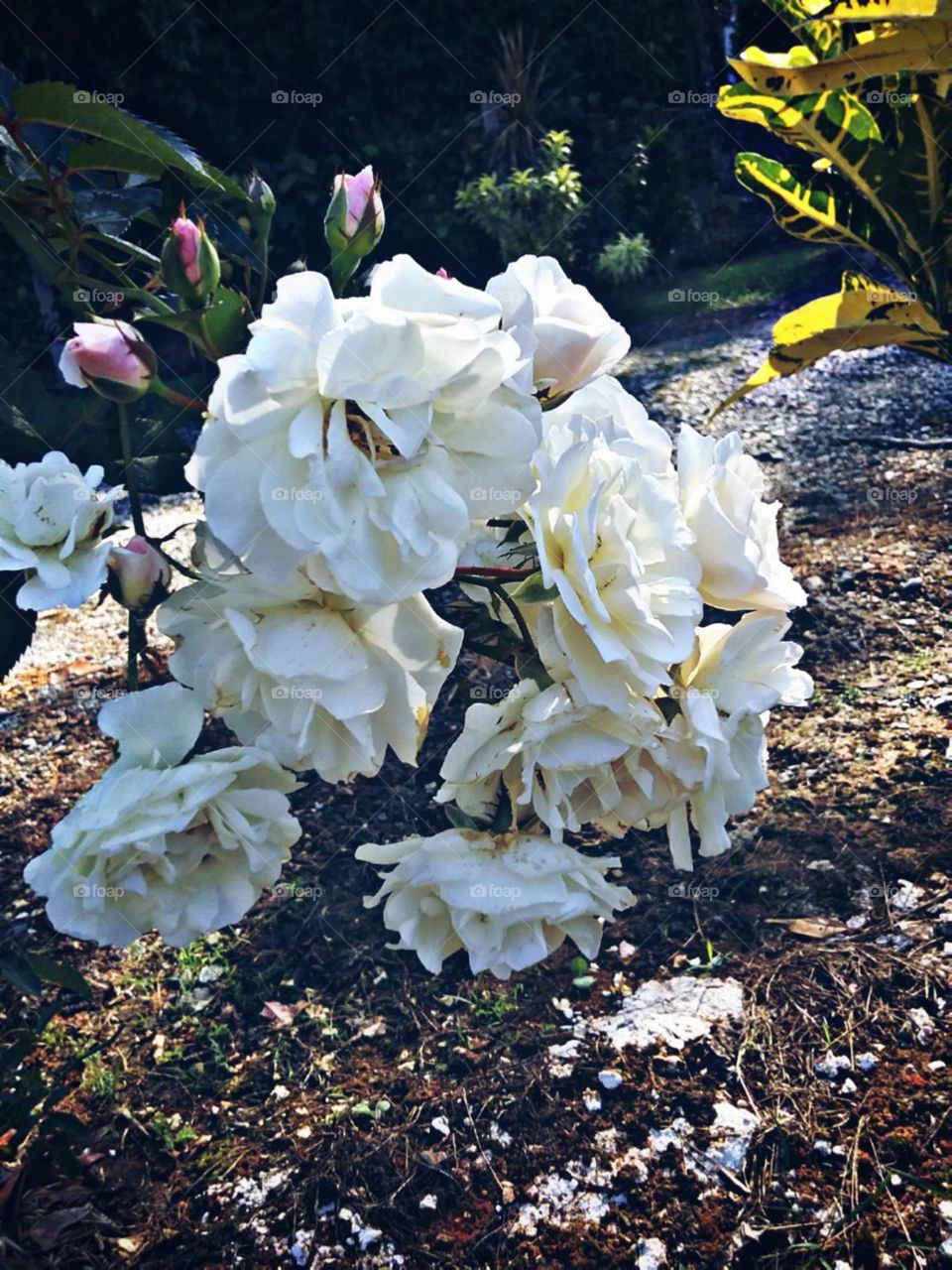 Sensíveis e sensitivas.