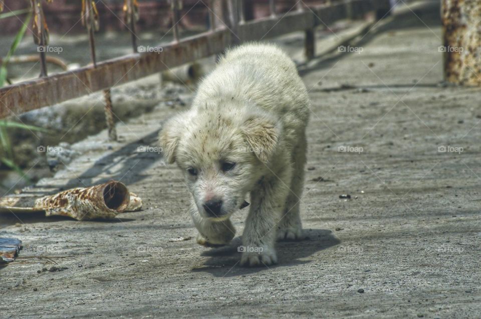 hungry white puppy looking for food