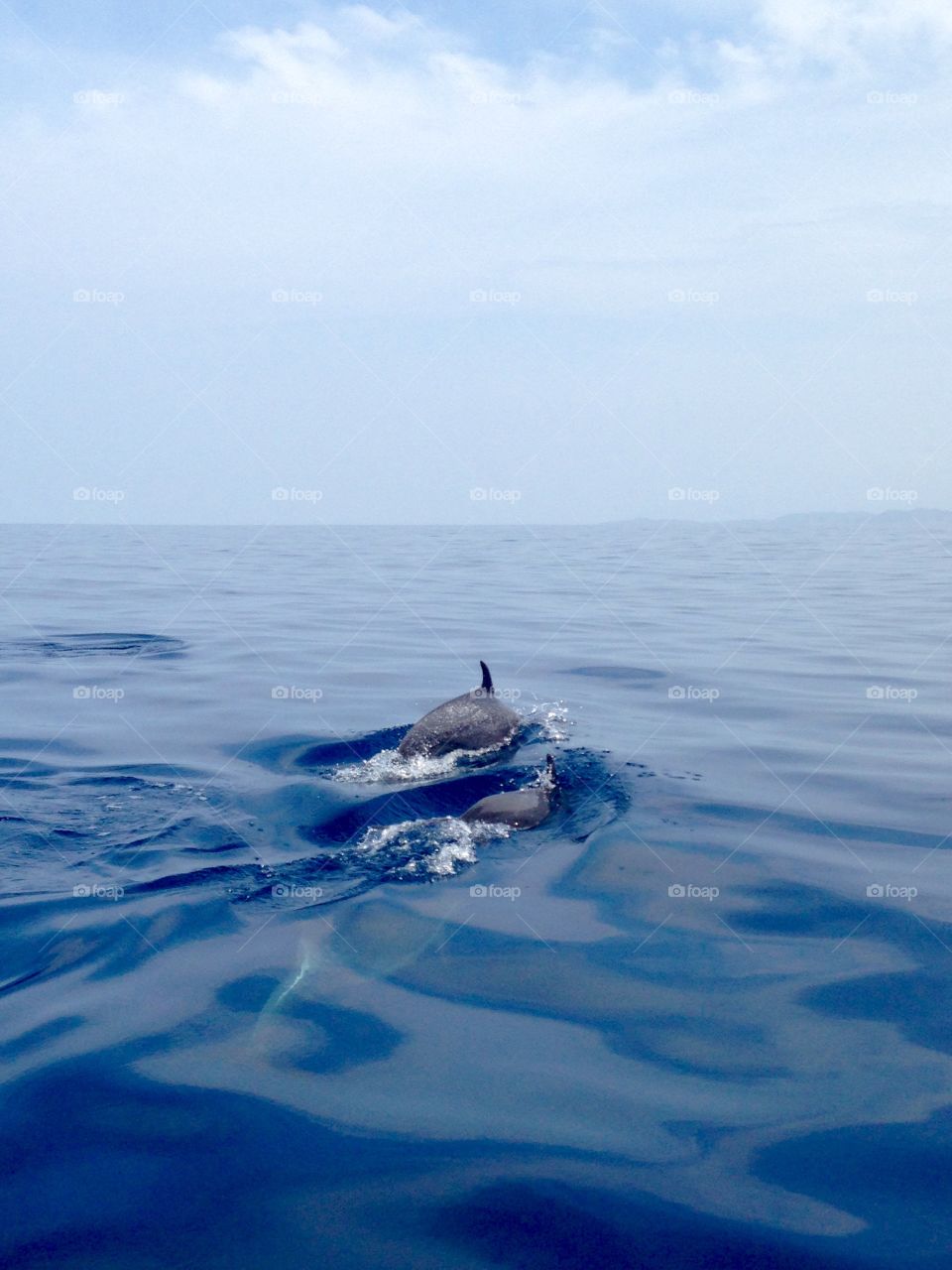 Dolphin and the Open Ocean