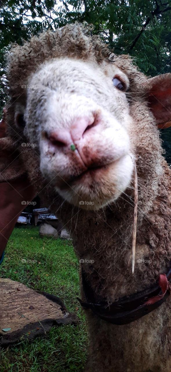Selfie of a sheep.😁