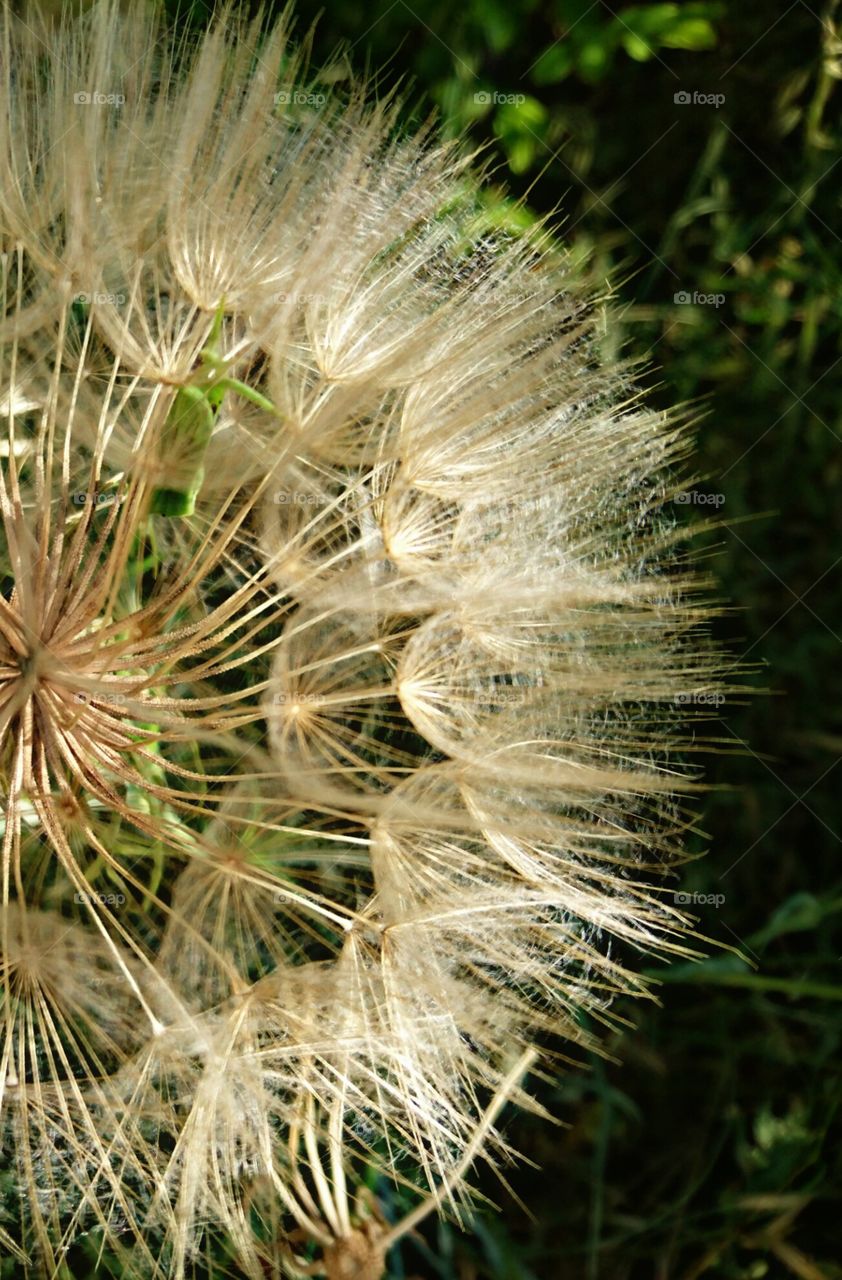 Dandelion
