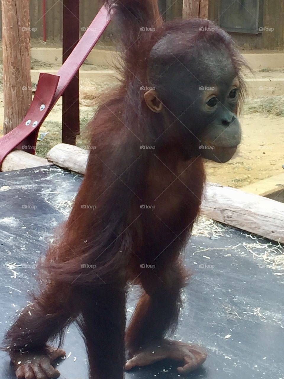 Young orangutan