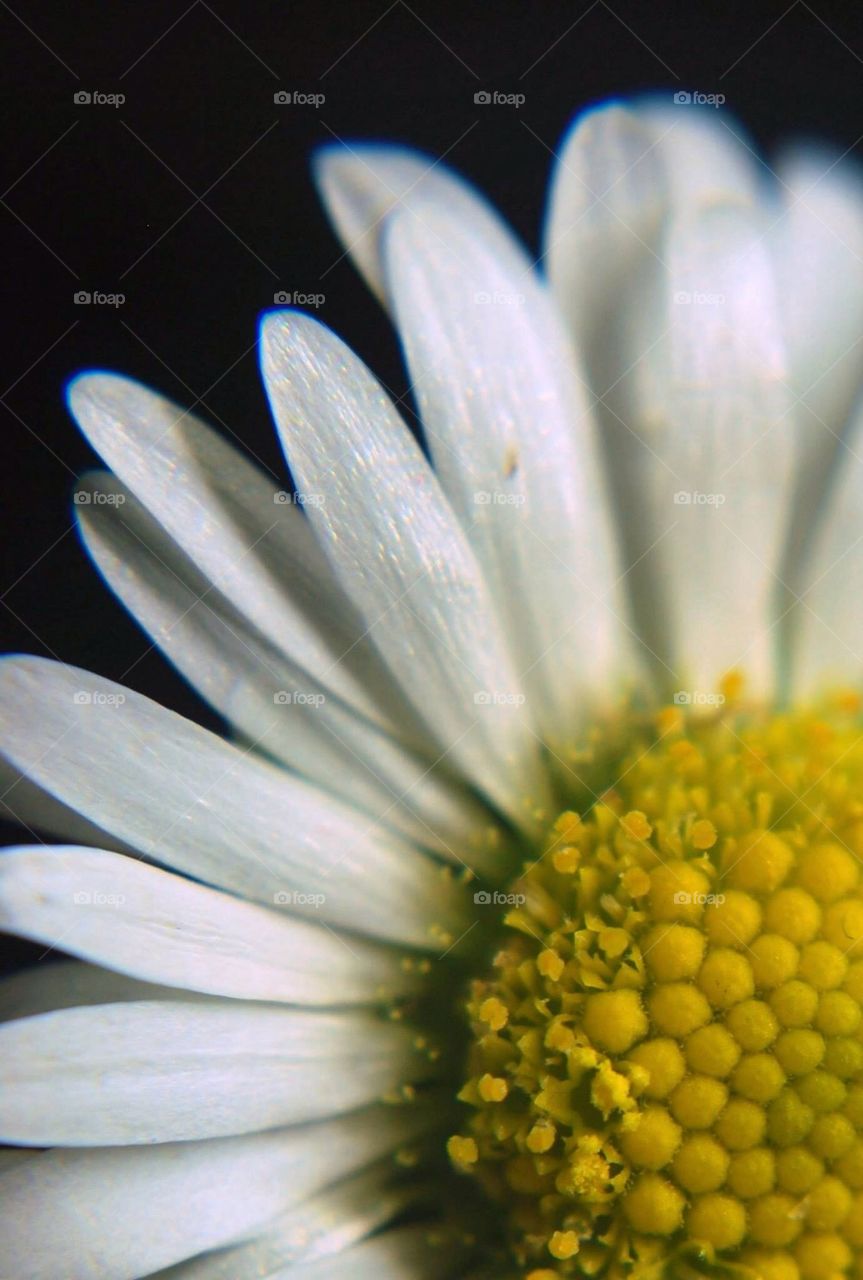 Macro daisy