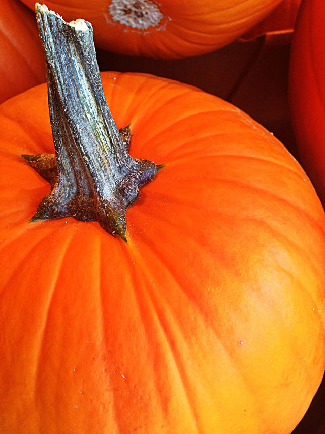 holiday pumpkin halloween vegetable by redrock