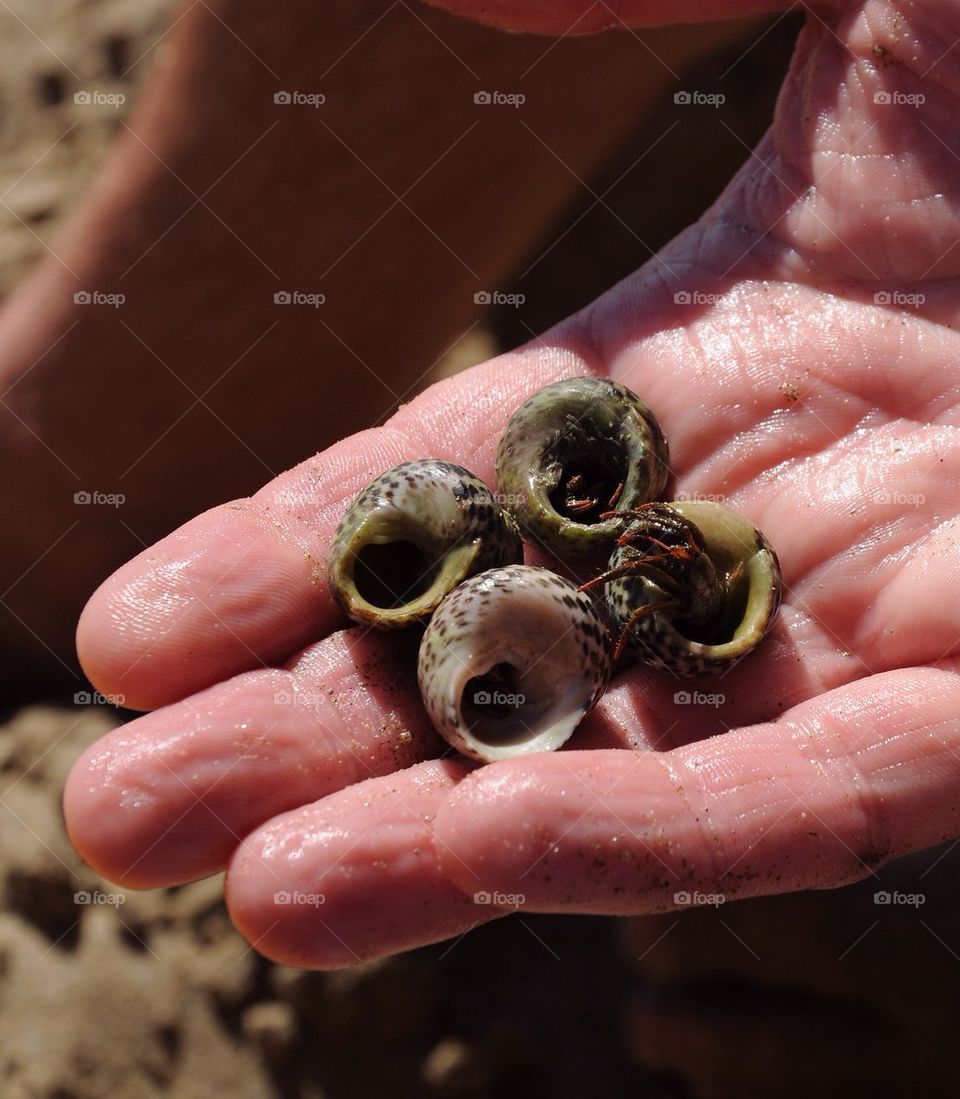 Person hand holding hermit crabs