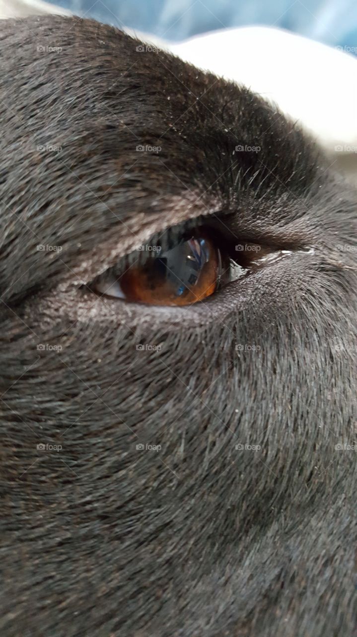 Closeup of Dog Eye