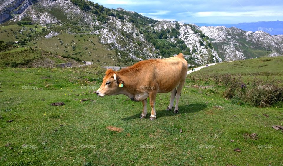 Cow at Covadonga Lakes. Cow in a pasture at Covadonga Lakes in Picos de Europe, Asturias - Spain
