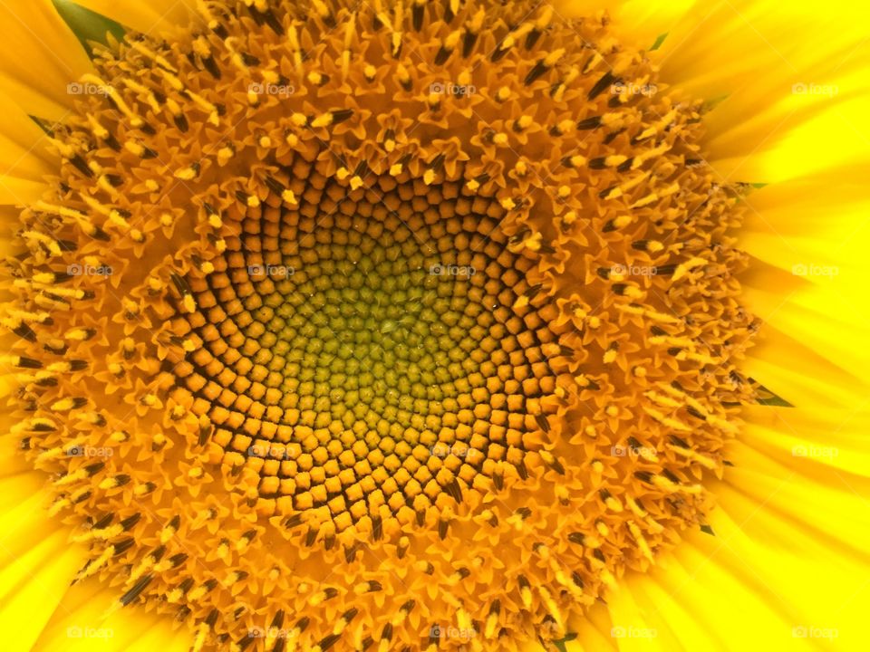 Sunflower heart pattern