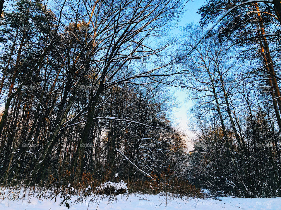 Winter forest and blue sky 