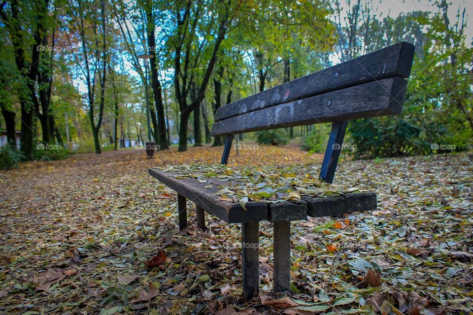 Bench in the park