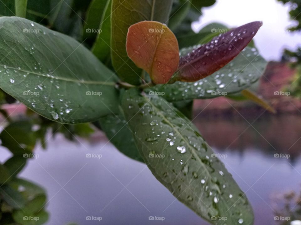 Leaves transform the energy for all of us why though?