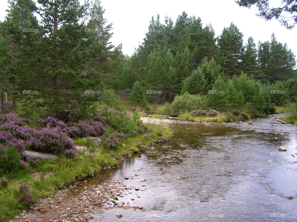 cairngorm national park scotland scotland pines heather by martinfarmer