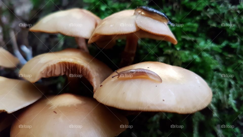Pilze mit Schnecken