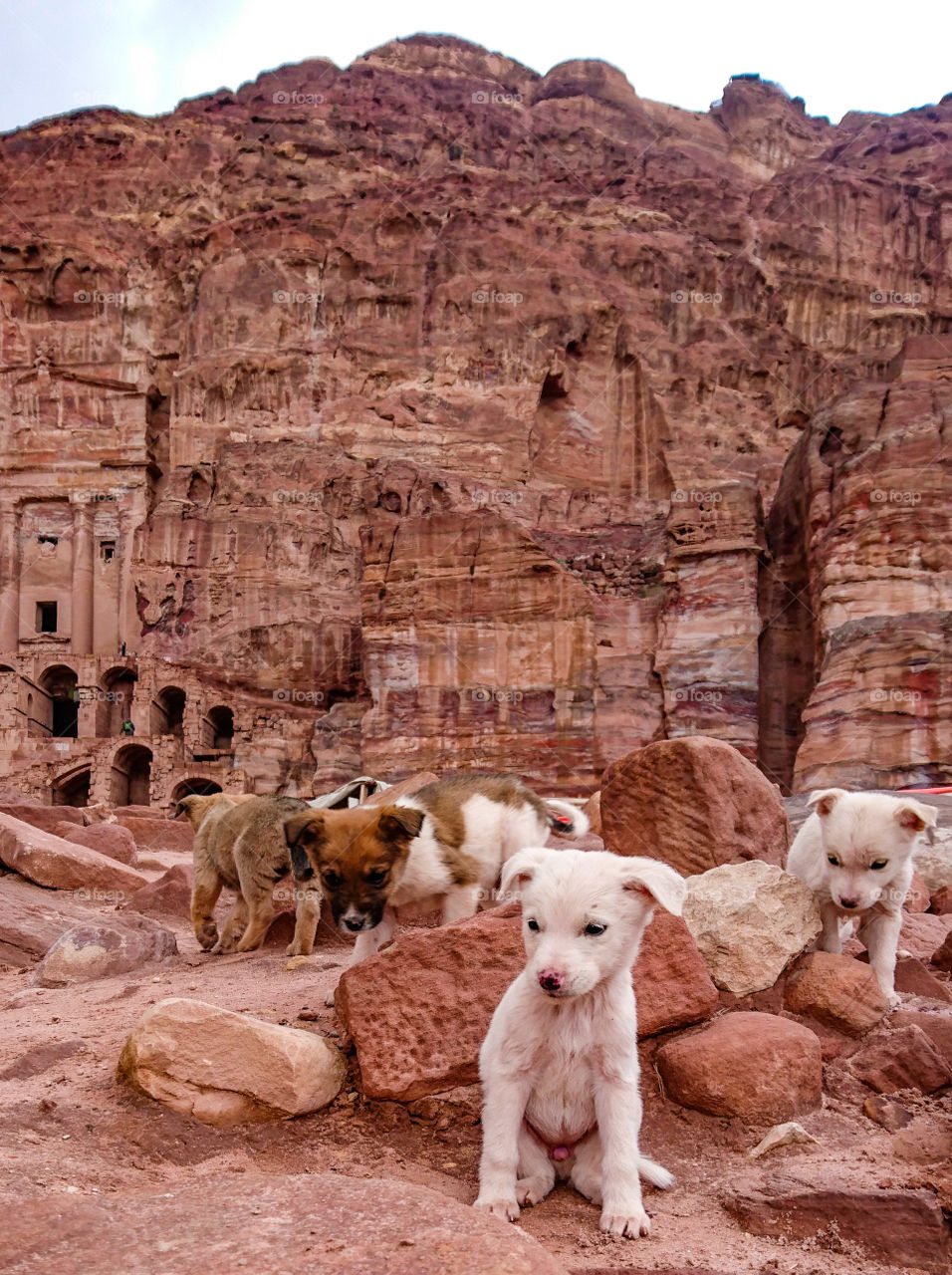 Puppies in the rocks