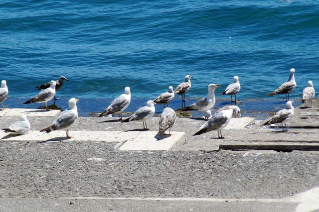 Seagulls