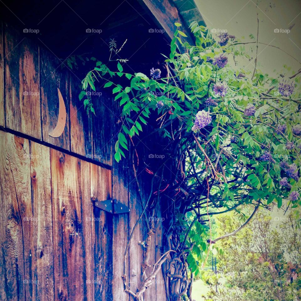 Wisteria. Another shot of the beautiful shack.