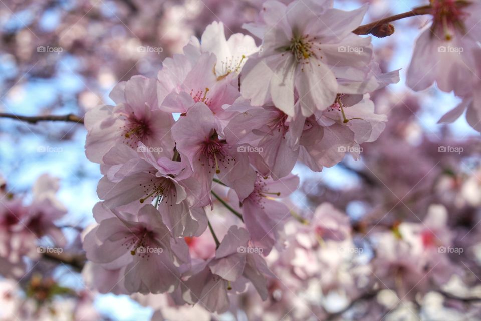 cherry blossom festival