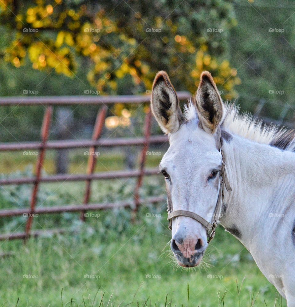 Portrait of our pet donkey. 