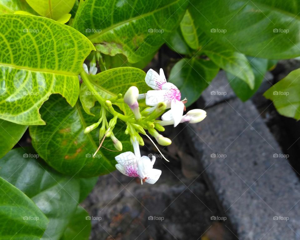 White flower on the yard