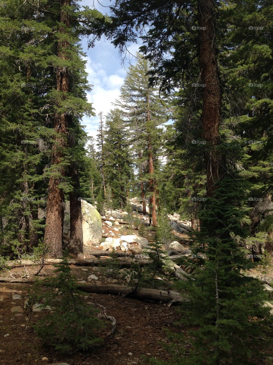 Grove of trees. Grove of trees along Sunrise trail, Yosemite 