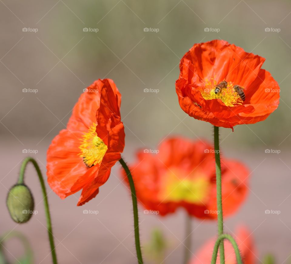 Poppy flowers 