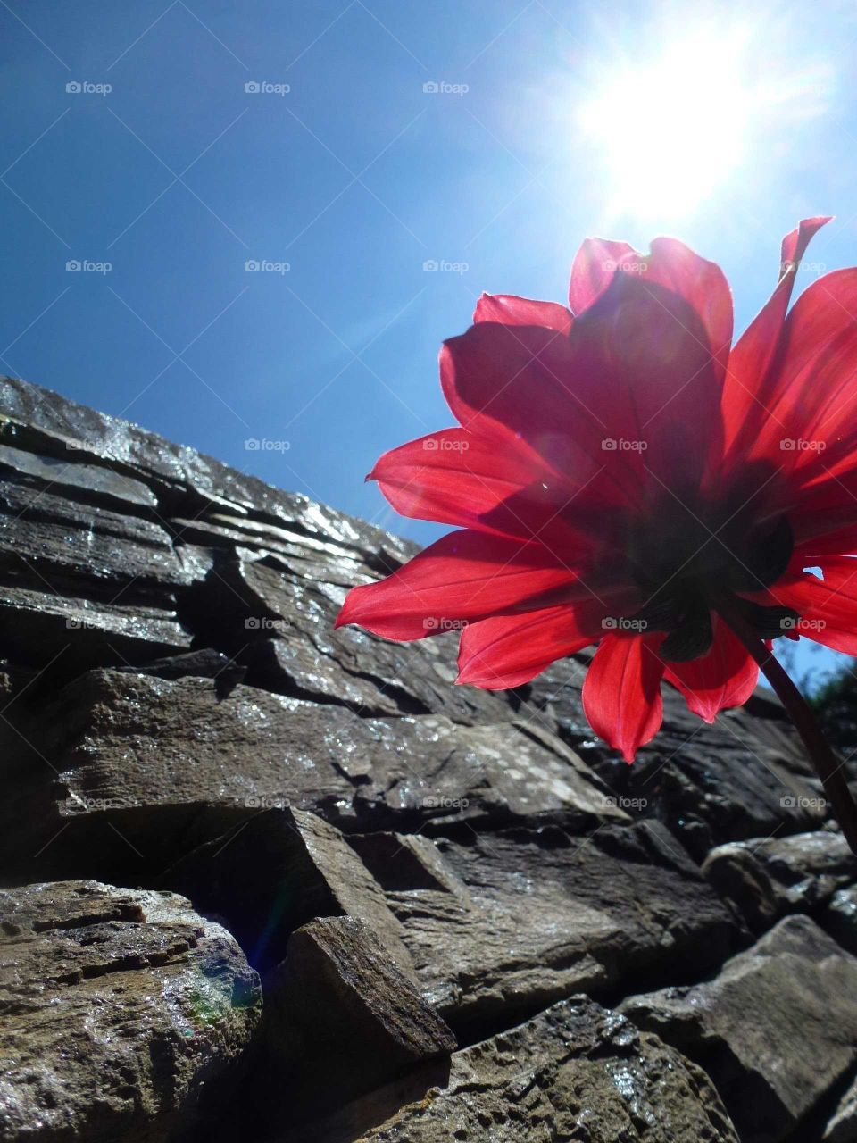 wall & Red Flower