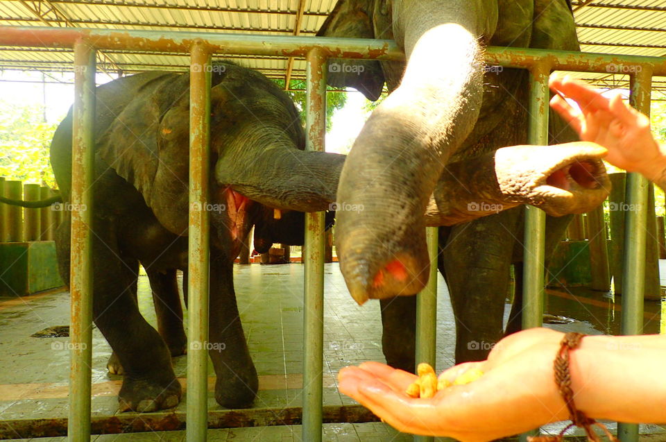 feeding elephant