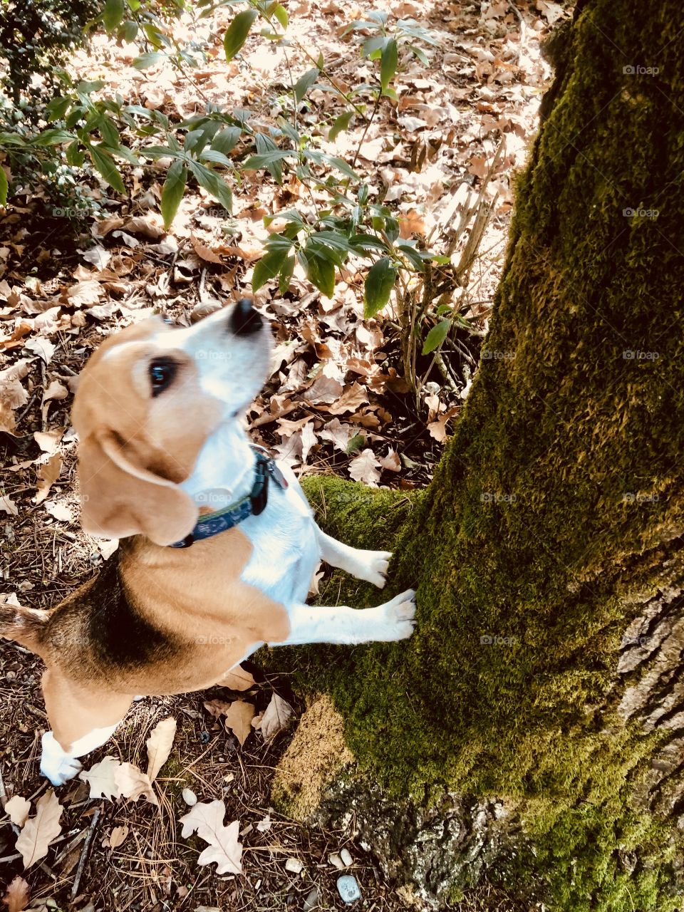 Beagle On the hunt