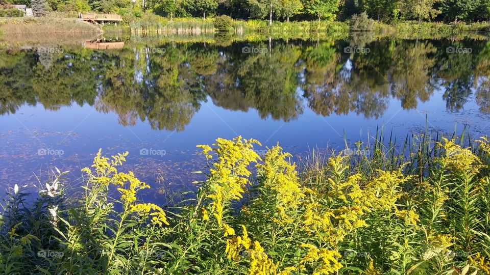 Trees reflected on lake