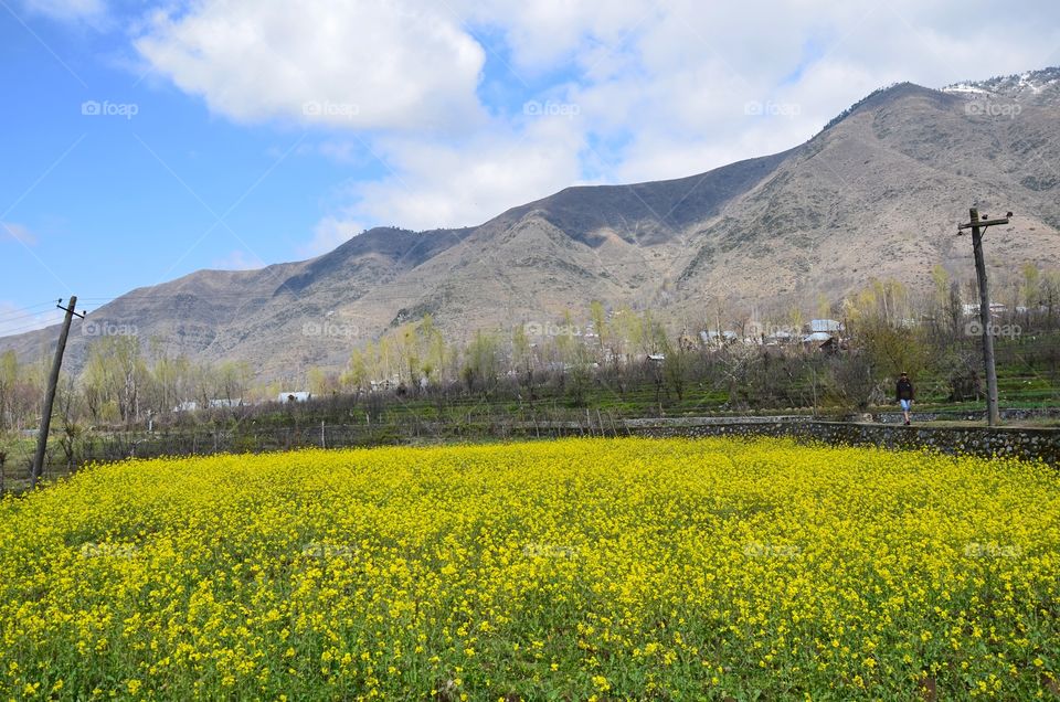 fields of Kashmir