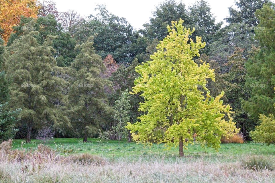 autumn tree in the park