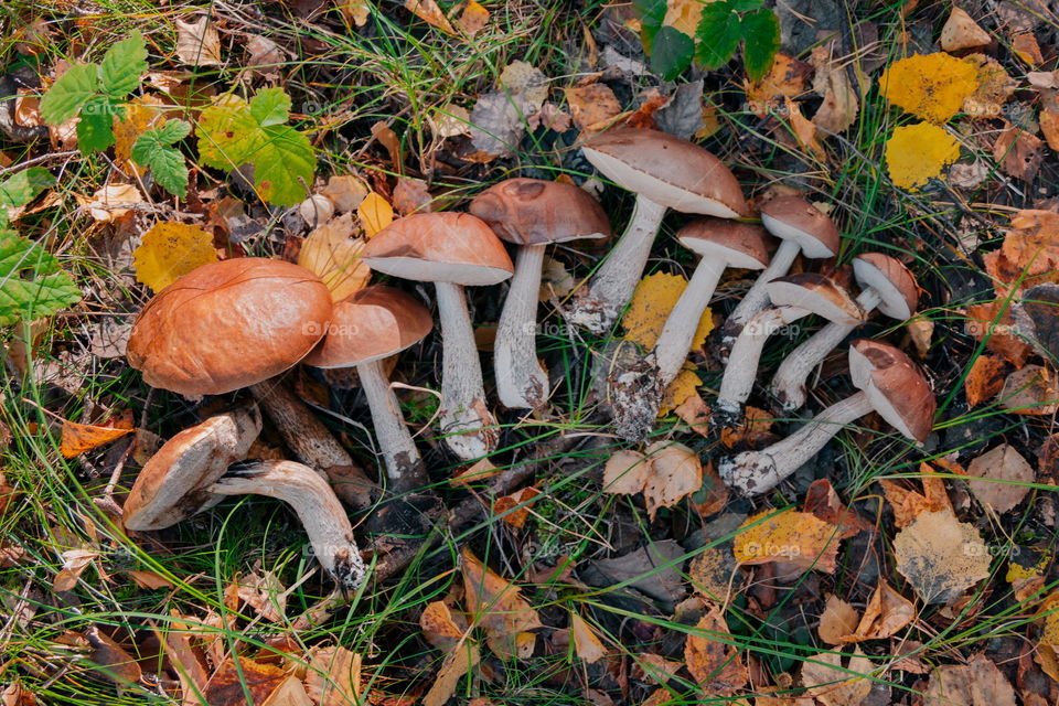 Love picking up wild eatable mushrooms in the fall