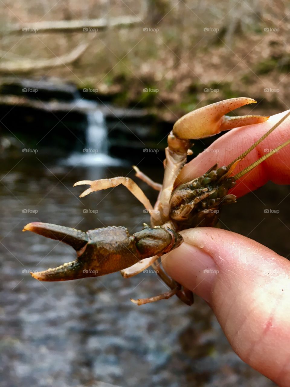 Your basic crawdad