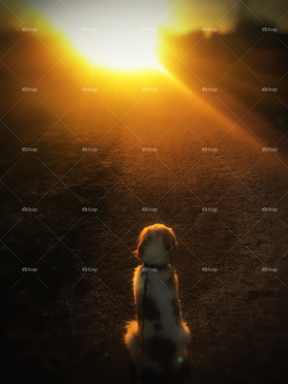 Dog in Sunset 