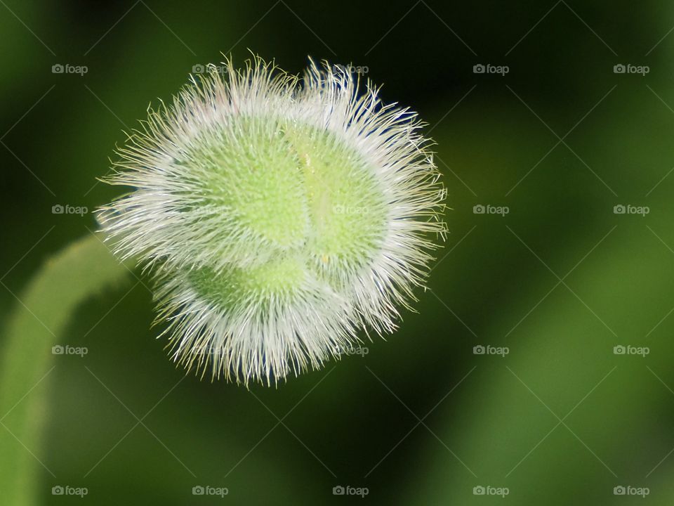 white and green poppy bud ready to unfold