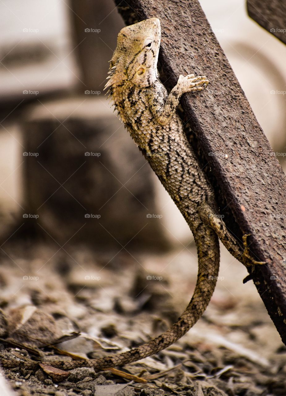 Camouflage is nature's craftiest trick.