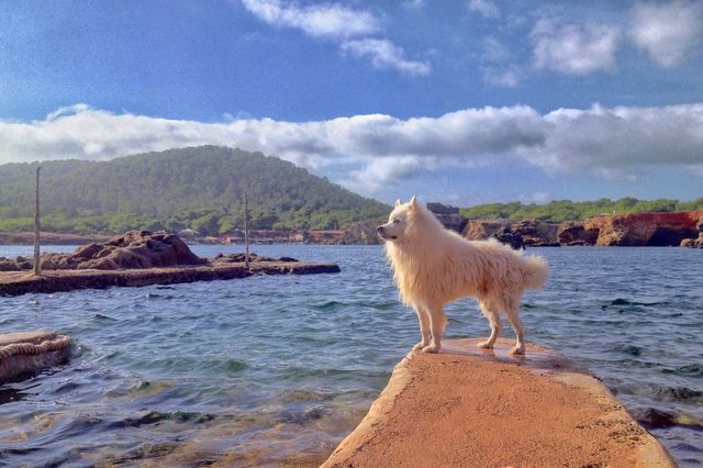 American Eskimodog series