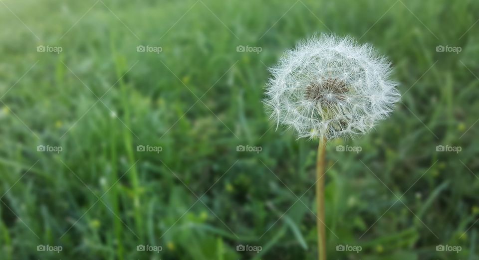 Dandelion on grassy field