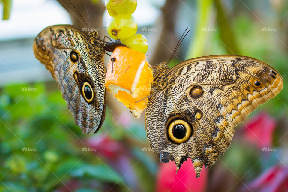Two Large Butterflies Eating Oranges and Grapes