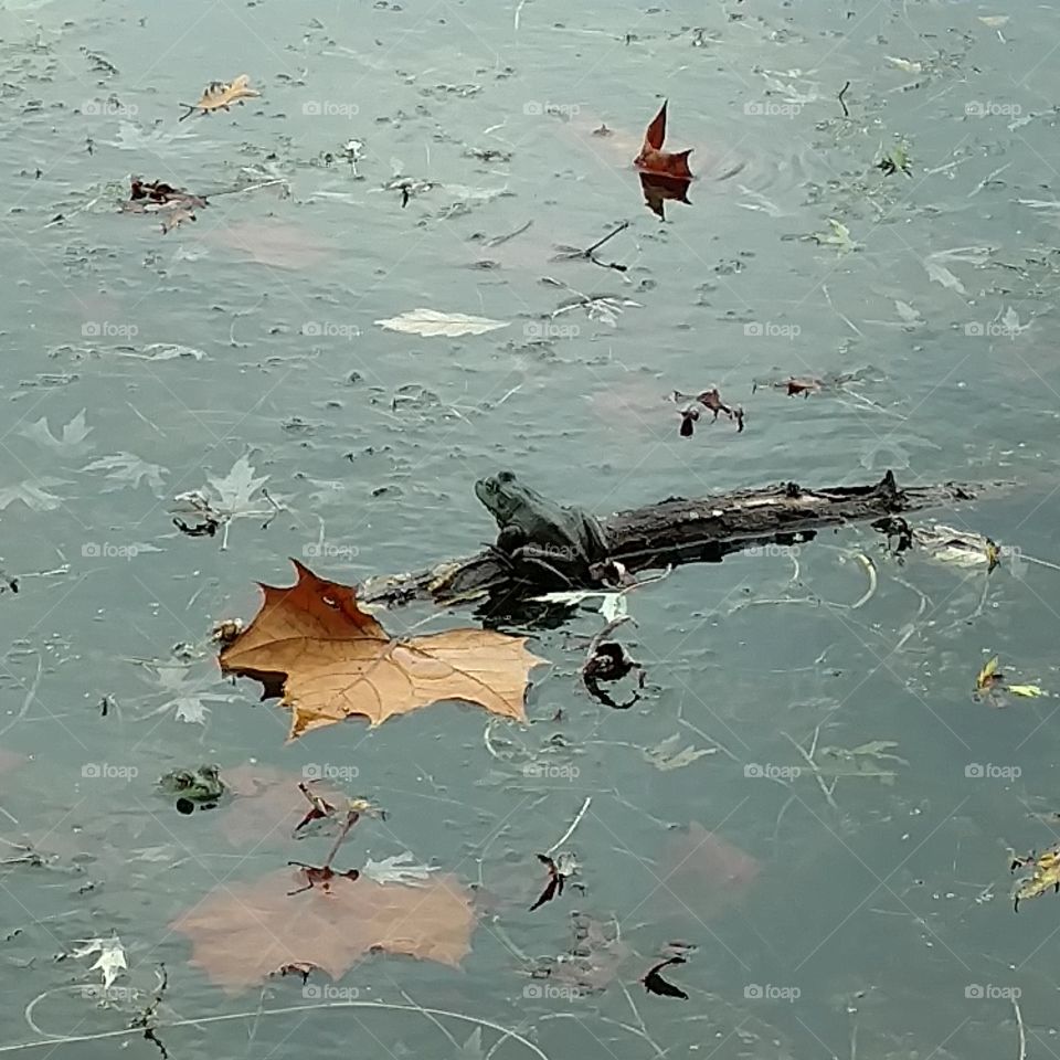 frog on a log