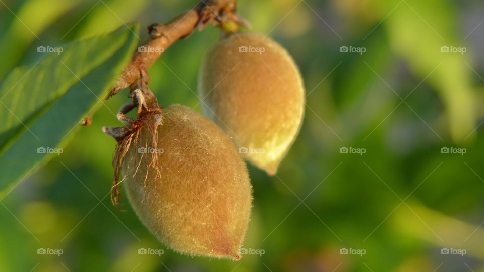 Peach fruit tree with fuzzy peaches growing