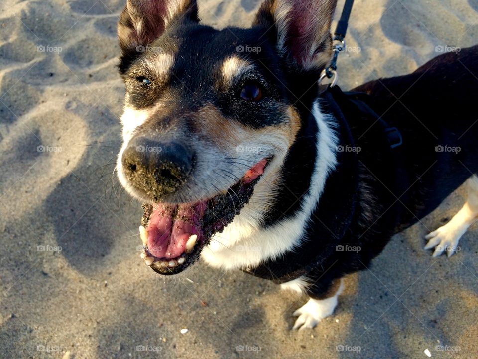 Sandy smile 