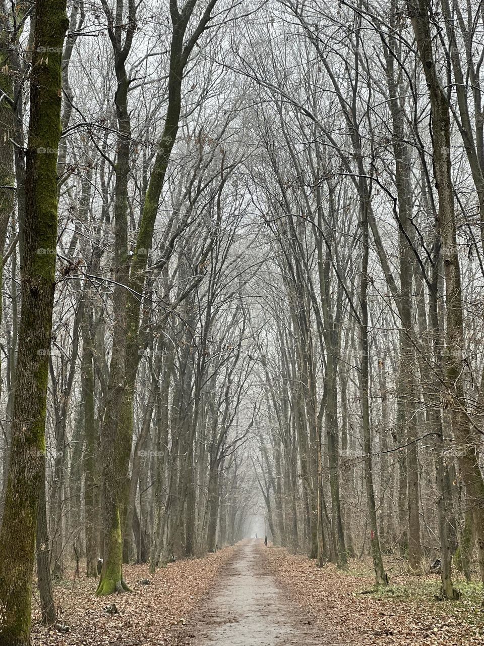 A winter a forest and big silence