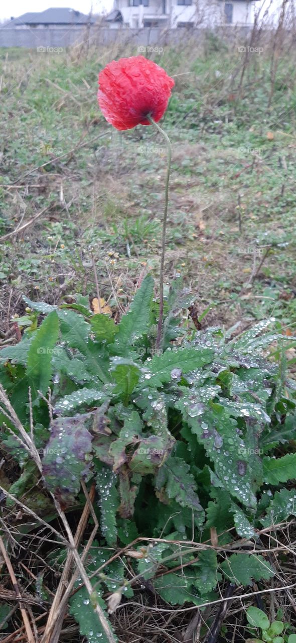 Flanders poppy in mwadow with rain drops