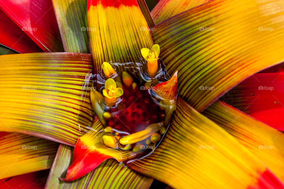 Bromeliad puddle 