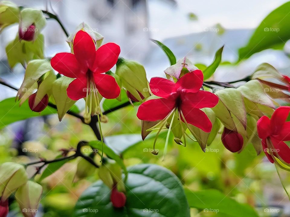 Clerodendrum Thomsoniae or bleeding heart vine.