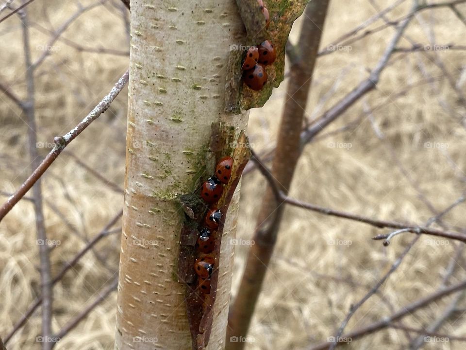 Ladybirds in a group together 